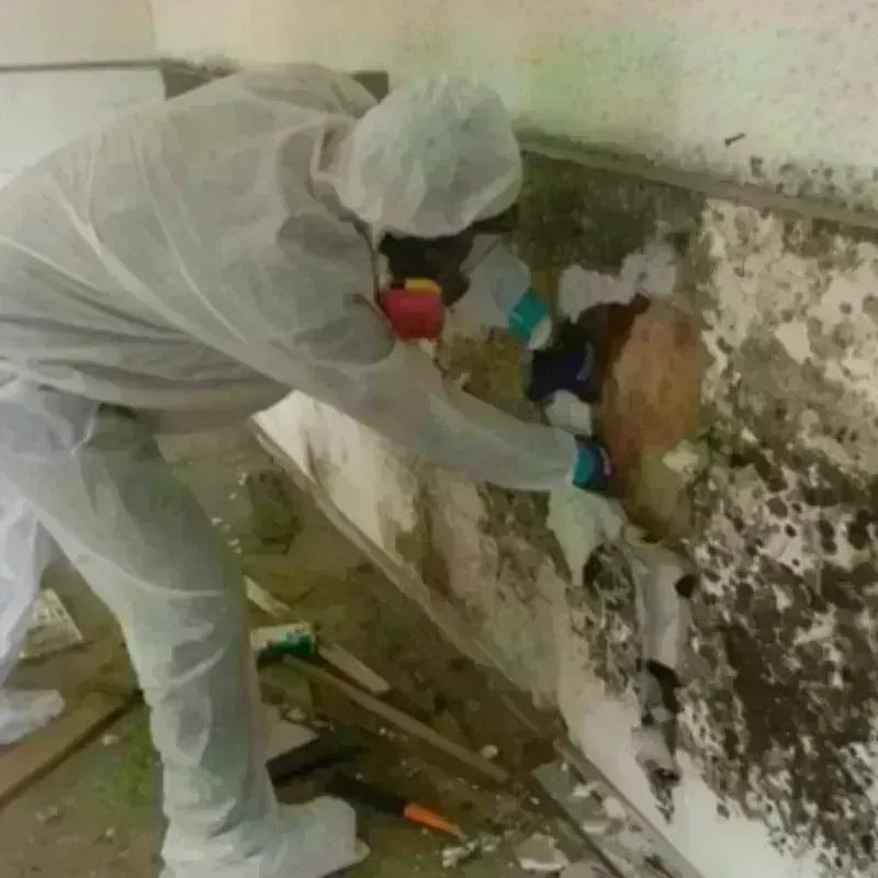 Mold Remediation and Removal in Bolivar County, MS